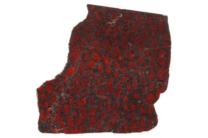 Polished Stromatolite (Collenia) Slab - Minnesota #281187